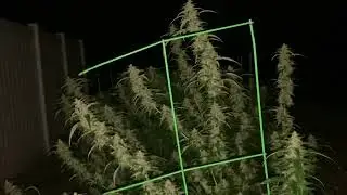 September 3. Outdoor Grow update Night time view￼ ￼