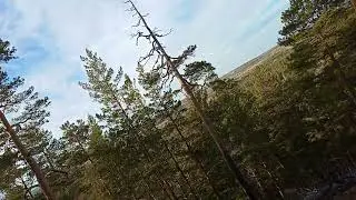 осенний лес в Сибири
