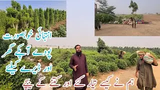 Decoration plants nursery ready in IR FARM |ornamental plant harvesting |Beauty plant |Plant cutting