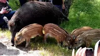 кабаны на косе.mp4