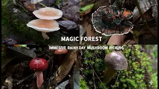 After the Rain: Relaxing Mushroom Picking ASMR in the Forest 🍄🌧 Jamur