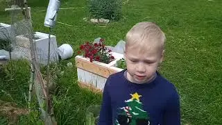 ДАЧНЫЙ УЧАСТОК 10 ИЮНЯ 2023 ГОД ОПЯТЬ ЗАМОРОЗКИ ОБЗОР ОГОРОДА ЯРОСЛАВЛЬ