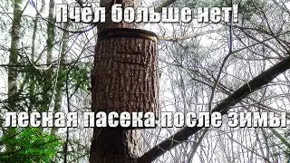 Пчелы не выжили! Осмотр лесной колодной пасеки после зимы.