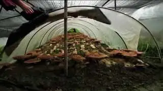 GoldCoffeeClub.OG promo video