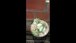 Euphorbia Pulvinata - Reproduccion