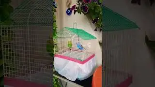 #muhabbetkuşu #Balkon #çiçek #yaşam 🌿🦜