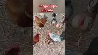 Viral !! Ayam Di GIrgilir