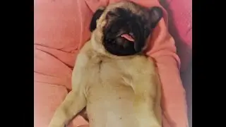 Pug - Sweet dreams