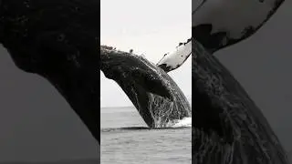 The Power Of Nature is Fully Displayed
