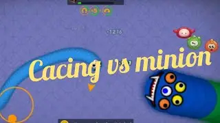 cacing alaska makan minion😈