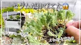 【多肉植物】徒長したセダムの仕立て直し‼️と出来上がったプランター✨【ガーデニング】