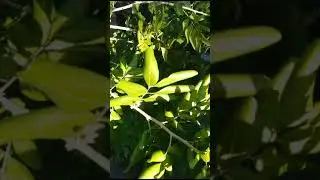 What's wrong With RAFAGROW