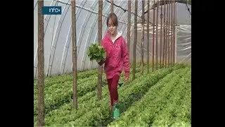 Počela berba zelene salate u Grbavcima
