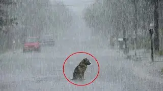 People betrayed him! The frozen dog was sitting in the pouring rain, he didn't want to live anymore!