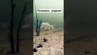 ПОЙМАЛ ЩУКУ НА ЖИВЦА 🎣