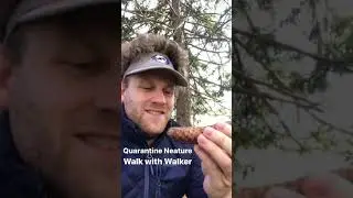 A Quarantine Original Series: Nature Walks With Walker