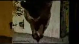 Liberation- It's all connected (PETA)