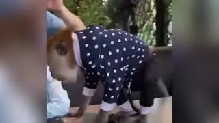 Mini Khabib Hasbullah😂Funniest Moment with his monkey🐒 Jimmy Borz🤣🤣The Viral kid jr.Khabib
