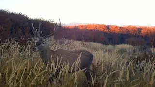 Jelenia zver v jesenných farbách, Volovské vrchy. Fotopasca ds4k( deers trailcam ds4k).
