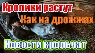Кролики растут как на дрожжах | Новости от крольчат