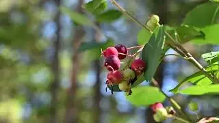 Saskatoon berry shrub / tree (Amelanchier sp.)