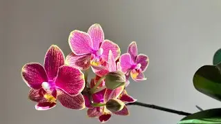 Зимнее цветение 2024/Bloom in winter 2024