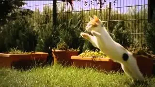 Котик резвится в замедленной съемке