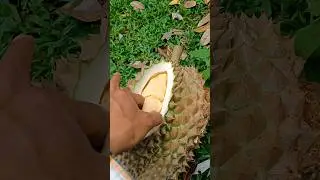 Durian