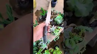 Hunter Knife #cutelaria #knifemaking
