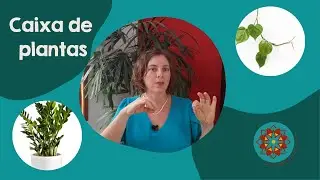 Caixa de plantas