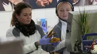Frischer Fisch für jeden Tisch – Onlinehandel mit Karpfen, Zander und Co.
