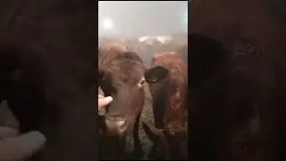 Алтай Кыргызы 107!!! Таза канду Кунажын чыкты !!+79832794488 ватсап. Доставка бар Кыргызстанга.