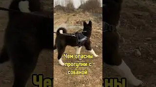 Чем опасны прогулки с собакой 😱 