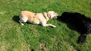 Moby and Billy Playing
