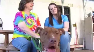 Clear the Shelters RCACP adoption event underway