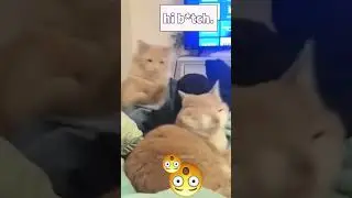 cats being complete jerks.. #cat #pets #funnycats