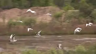 Чайки. Карантин