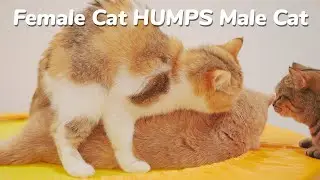 Mom cat HUMPS Son cat. I know that's Awkward but so Funny🤣