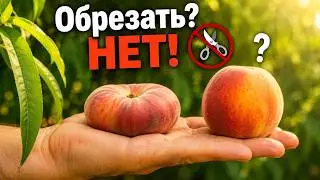 🤔 ПОЧЕМУ Я НЕ ОБРЕЗАЛ МОЛОДОЙ ПЕРСИК? Летняя обрезка: когда стоит, а когда нет + нормировка плодов