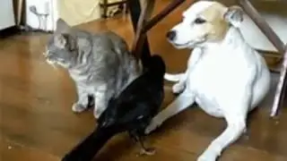 Mascotas cariñosas.