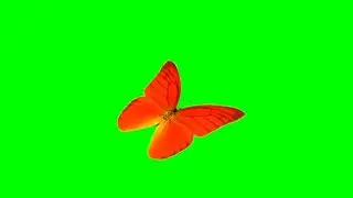 ➡️🦋 Frame Animation 🦋⬅️ 