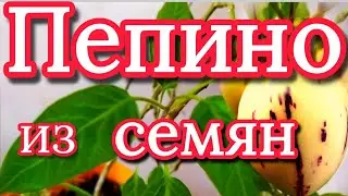 Дынная груша пепино. Выращивание пепино в домашних условиях. Пепино из семян.