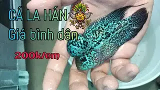 Cá La hán giá rẻ.