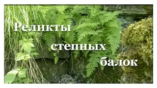 Реликты степных балок