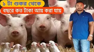 শুকর পালন কেনো করবেন।শুকর পালন শুরু করুন।Pig farm in westbengal.Pig farming training in West Bengal
