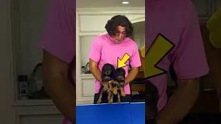 I GOT PUPPIES?! 🥹 (Spin The Wheel) #shorts