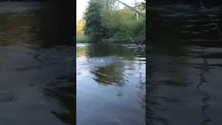А як вона скаче 😲 #рибалканафорель #troutfishing