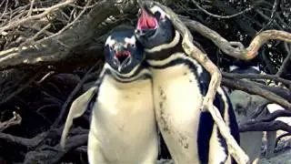 НЕВЕРОЯТНЫЕ ВИДЕО О ДИКОЙ ПРИРОДЕ
