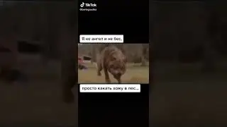 Цитата волка 🐺