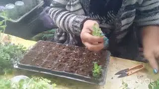 агератум вегетативный, львиный зев вегетативный ампельный. (размножение)